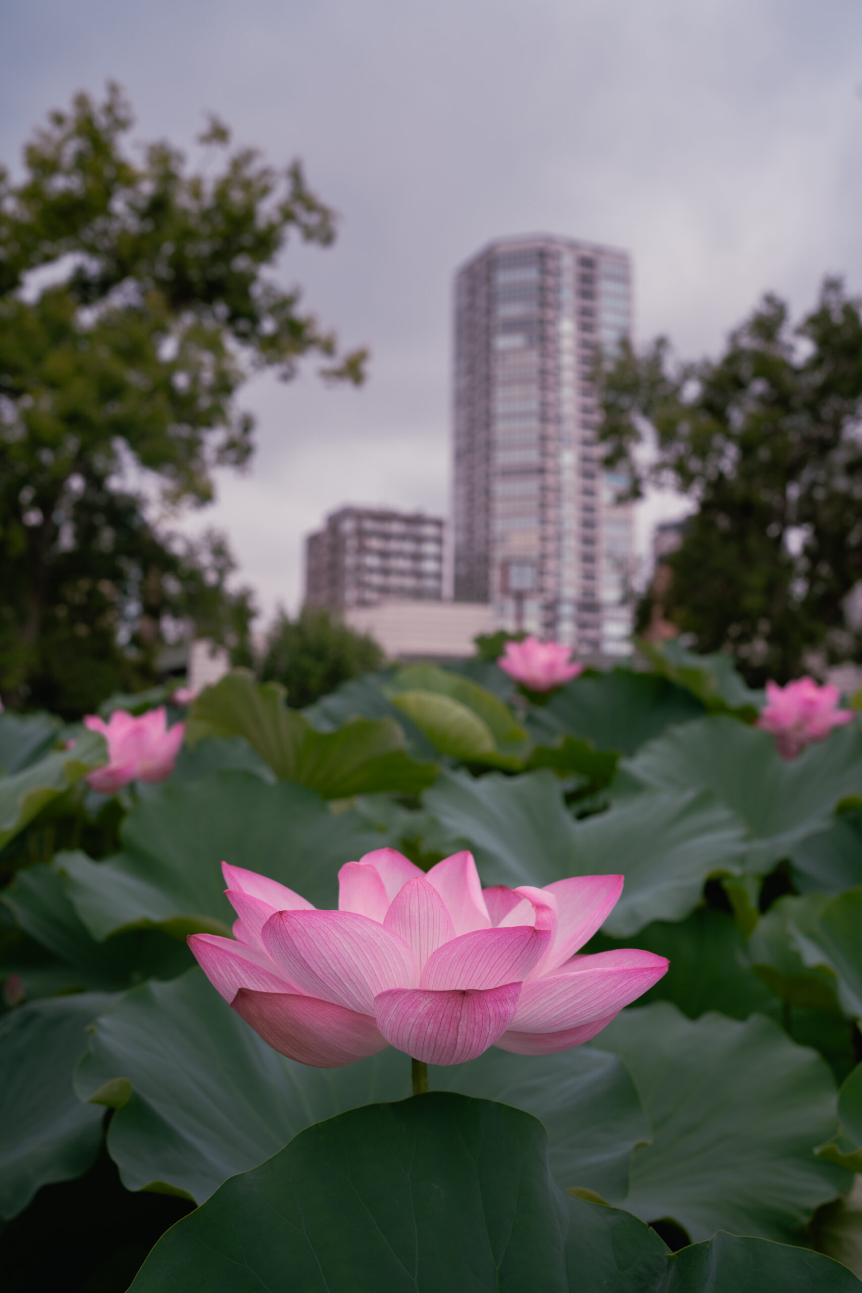 Lotus – Ueno Park
