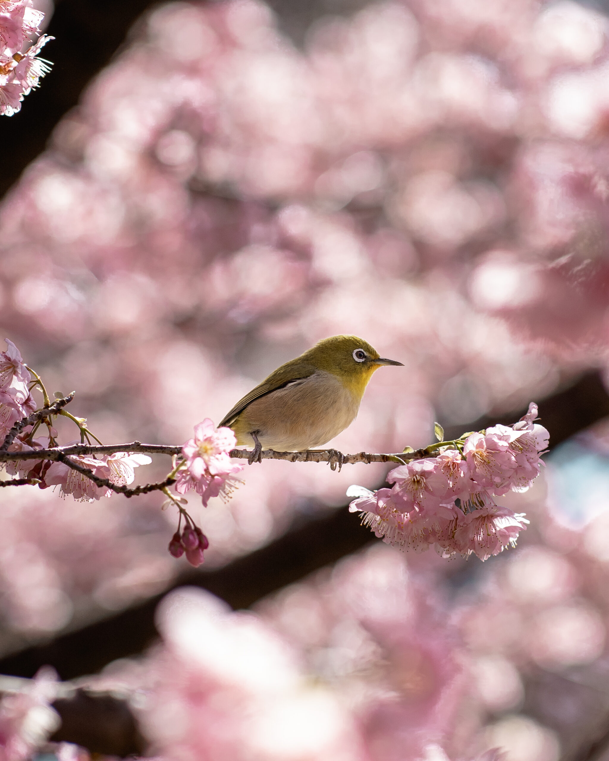 Birds – Cheery blossoms