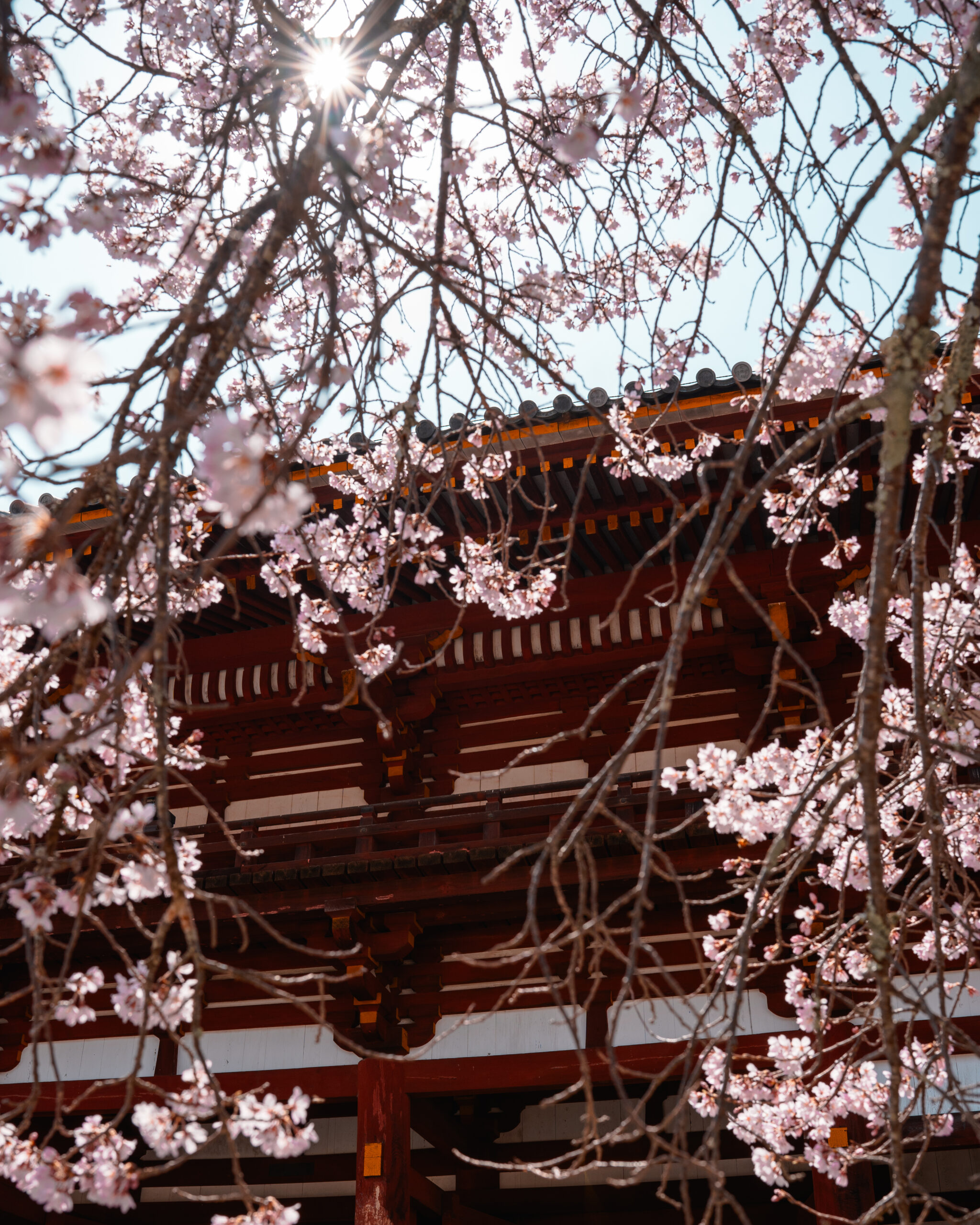 Cherry blossoms – Todai-Ji