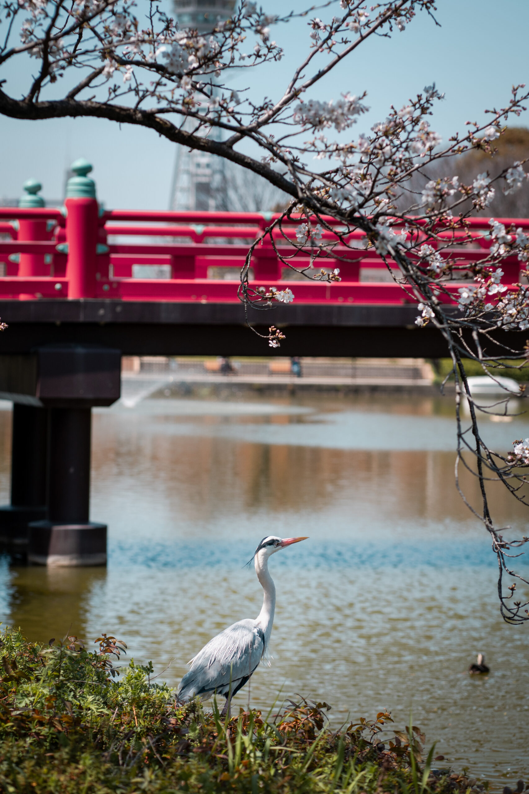 Osaka garden