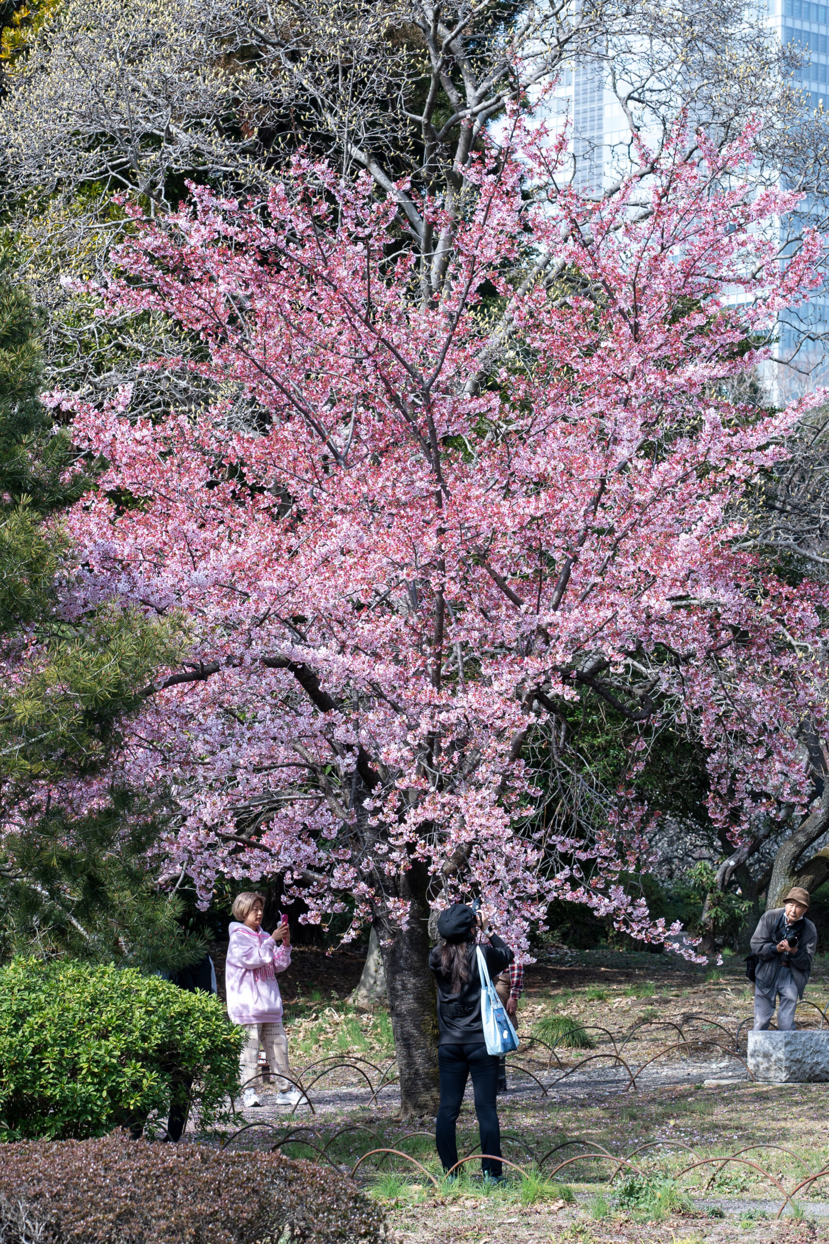 Plum blossom tree – Shinjuku Gyoen