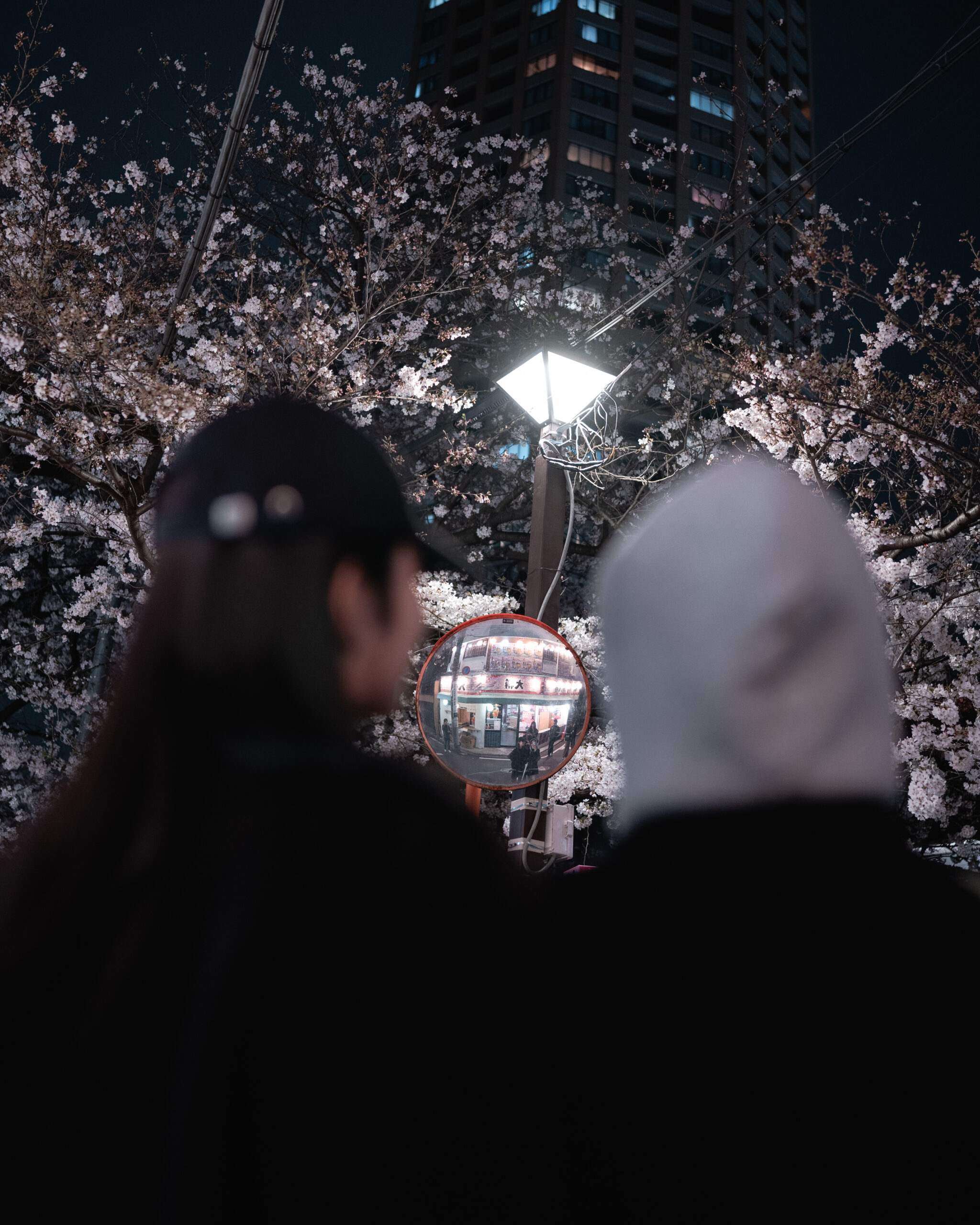 Cherry blossoms by night
