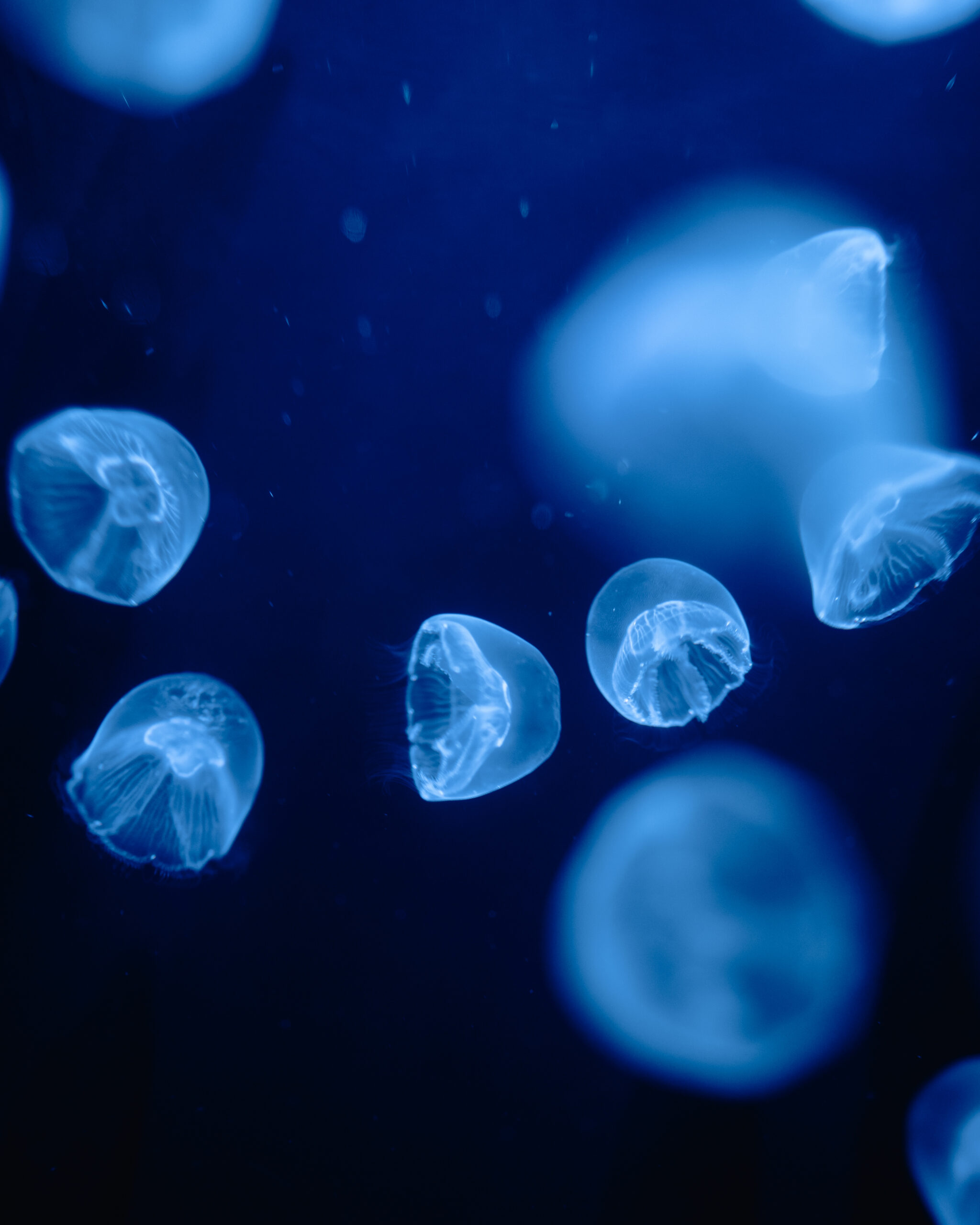 Jellyfish – Okinawa Aquarium