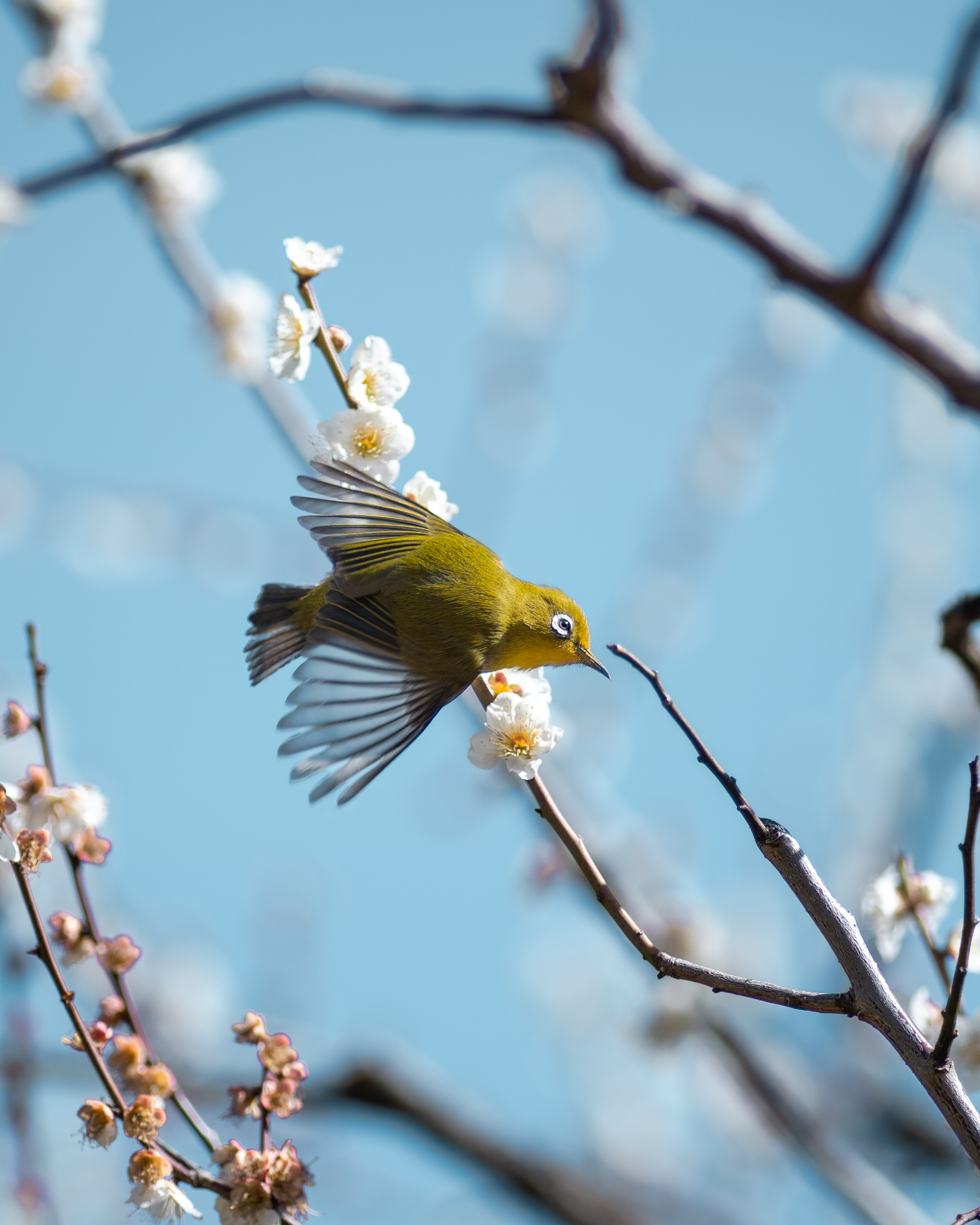 Birds – Plum blossom