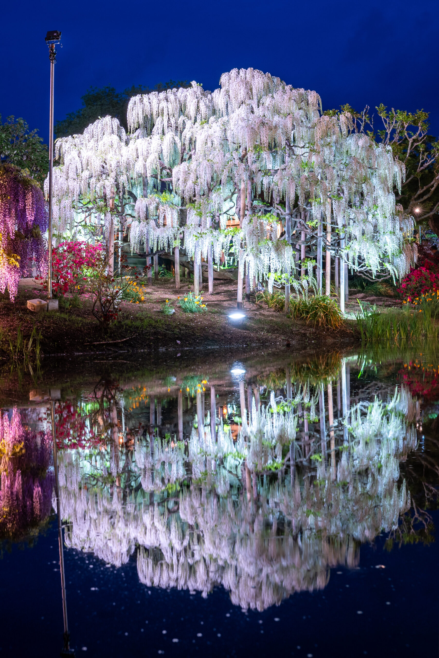 White wisteria tree