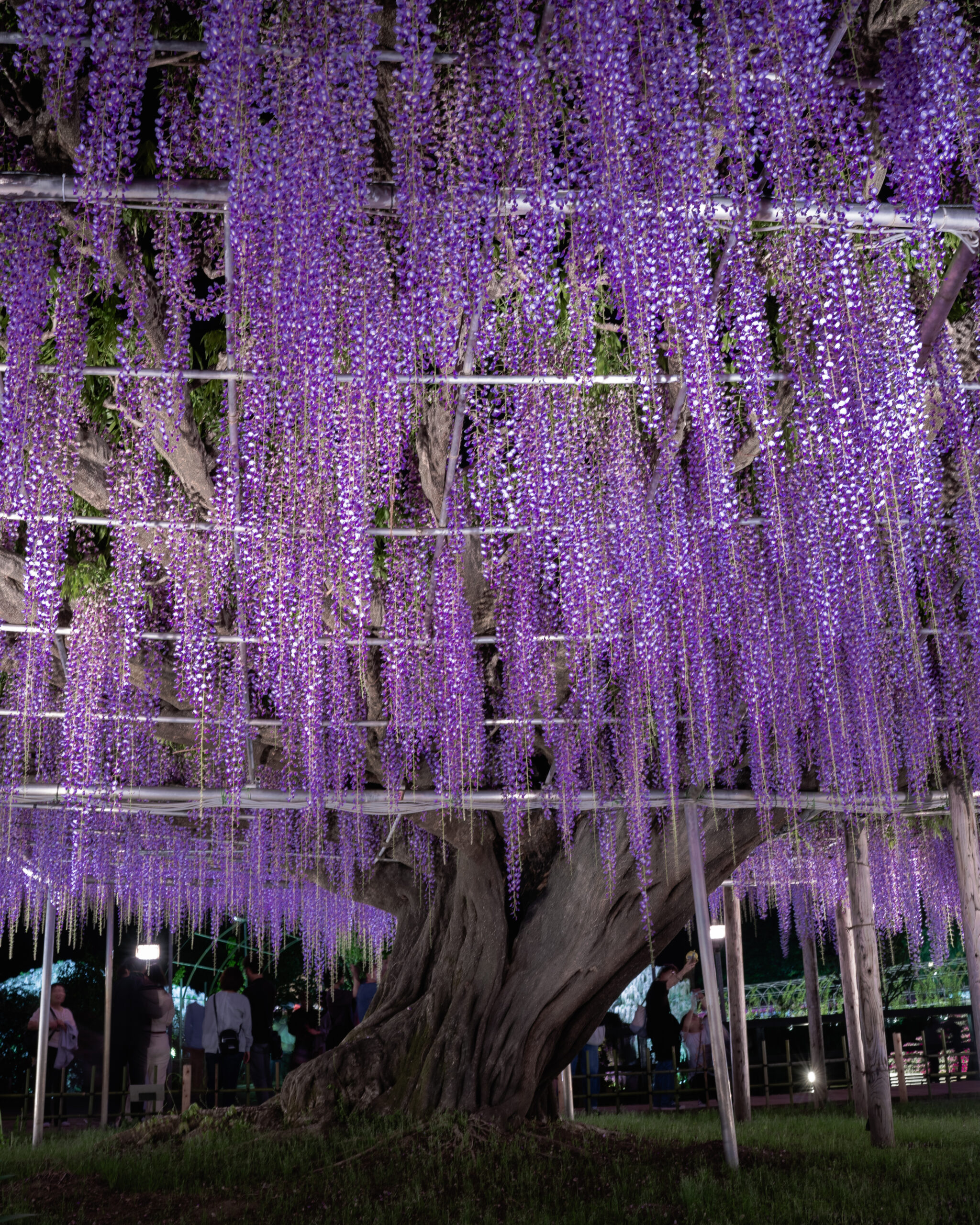 Wisteria