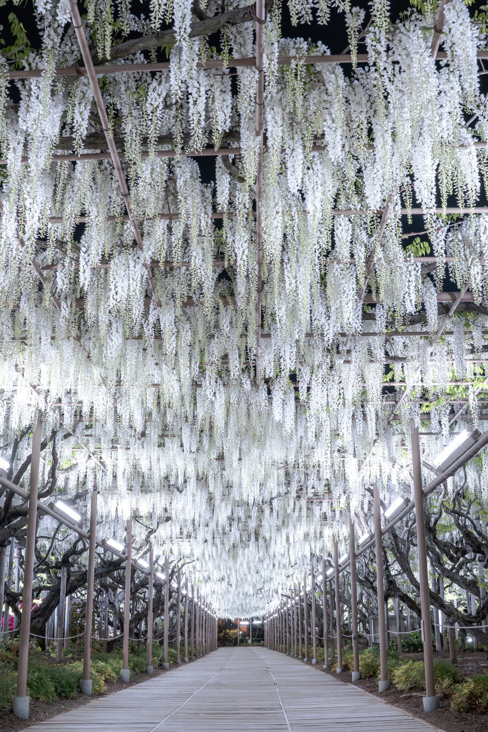 White wisteria